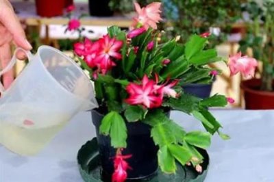 蟹爪兰叶子发黄的原因及处理方法，可能是浇水过多或阳光直射导致的