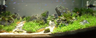 草缸适合养什么鱼,适合养青苔鼠、玛丽鱼、小精灵和灯鱼等