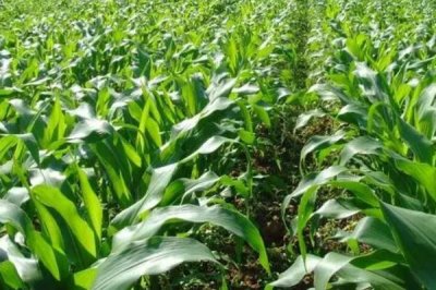 MC921玉米种子特点，适宜密度为每亩5500株左右