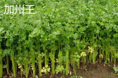 芹菜的品种,不同品种的亩产量不一