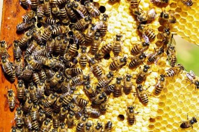 蜜蜂何时会快速繁殖,春季蜜源较丰富时繁殖速度较快