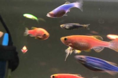 喷点斑马鱼好不好养，饲养难度较小