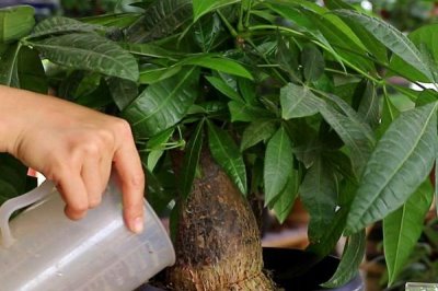 种植发财树的方法,将种子浸泡至膨胀裂开再播入盆土中