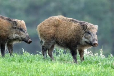 野猪冬天会不会滚泥潭,冬季一般不会滚泥潭