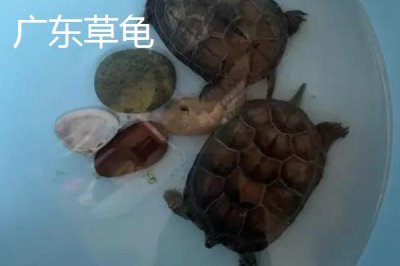 中华草龟分布省份,不同地区的中华草龟有所区别