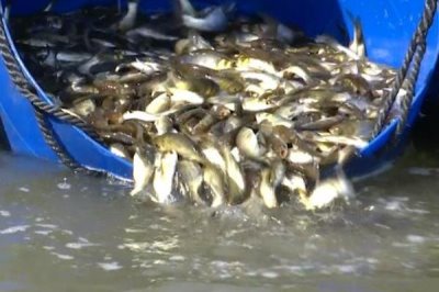 鲫鱼怎么养殖才能长得快，鱼苗长到15厘米以后需补充蛋白质