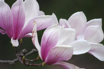 玉兰花的花语，适合送给爱人和朋友