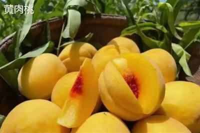 砀山黄桃的价格，批发价一斤需要1-2元左右