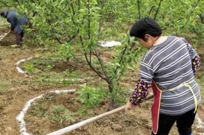 果树秋季施肥的好处,有助于较大限度的吸收营养