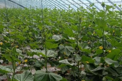 大棚黄瓜的亩产量,春黄瓜每亩产量在1.5万斤左右