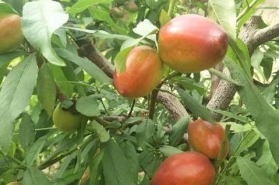 大棚油桃的管理要点，可以选择在桃林中建棚