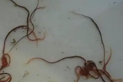 怎么在室内养殖红虫，每隔7-10天换一次水