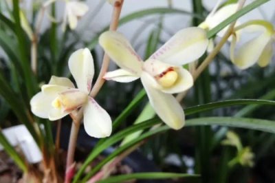 我国珍贵兰花品种介绍,常见以下十种