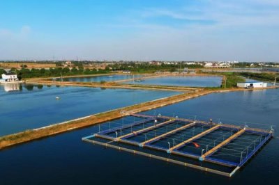 青鱼的养殖技术,培育好饵料之后再开始进行放养