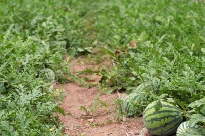 西瓜一年能种多少次，一年可以播种三次
