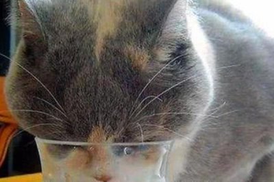 猫咪不喝水的原因,可能水不干净或生病了