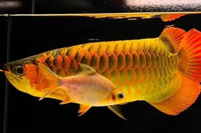 龙鱼吃饲料还是吃虾好,可以吃虾也可以吃饲料