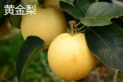 香梨的品种,不同品种的成熟时间不同