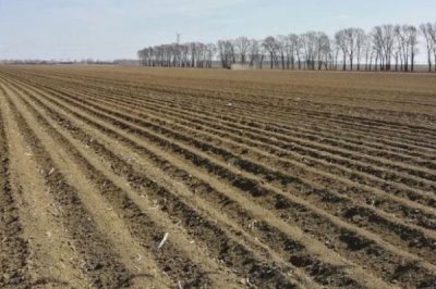 生姜高产种植方法,及时打顶有助于养分向根茎转移