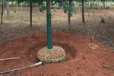 金桂的简介，属于木犀科常绿落叶大乔木