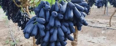 哪些作物的种植前景比较好,当前可以考虑蓝宝石葡萄、白草莓、秋葵等果蔬