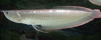 银龙鱼不吃食的原因及解决方法,可能是环境改变或水质过老等