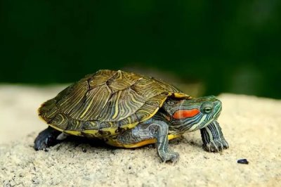 乌龟冬眠时皮肤变红的原因,可能是患有烂甲病或垫材掉色导致