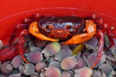 山螃蟹有没有寄生虫,鳃部容易感染多种寄生虫