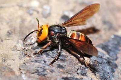 虎头蜂的种类,常见的有中国大虎头蜂、大黄腰虎头蜂等
