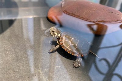 东部锦龟好不好养,饲养难度中等