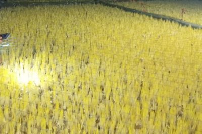 蒜黄的种植方法,播种后要覆盖细沙、再拍实压平