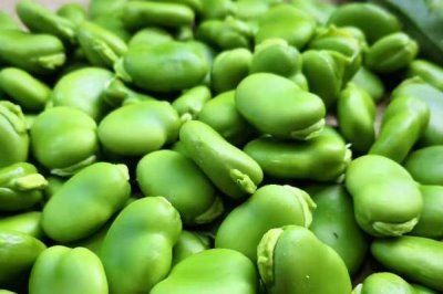 蚕豆和豌豆怎么贮藏,采收后应及时进行低温冷藏