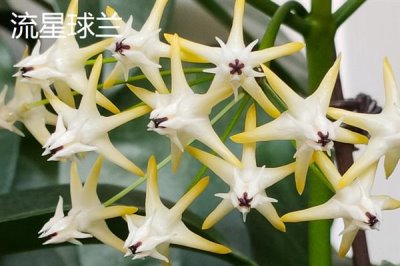 球兰什么时候换盆好，一年四季都可以换盆