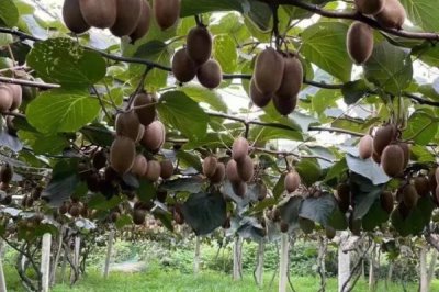 12月份上市的时令水果有哪些,这六种很常见