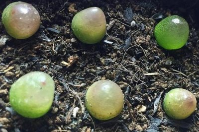 多肉灯泡怎么栽培，喜欢凉爽干燥的环境