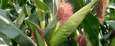 禾玉604玉米种子特征特性，夏播青贮生育期103天