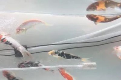 井水能养鱼吗，井水可以养鱼