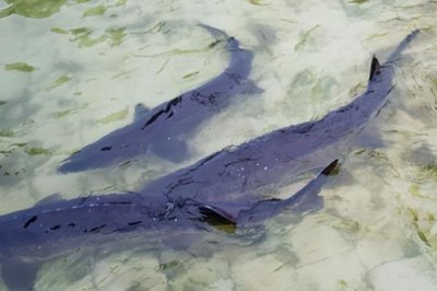 室内水产养殖项目,好养又赚钱