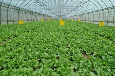 种植哪些蔬菜可以致富,青蒜、油麦菜、小白菜等品种均为适宜选择