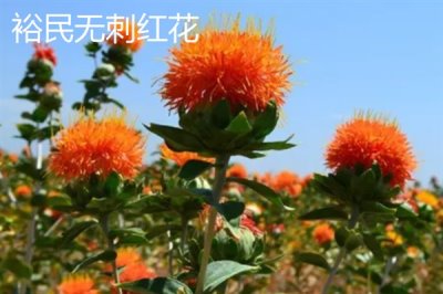 新疆塔城市的特产,乌苏柳花茶被视为茶中极品