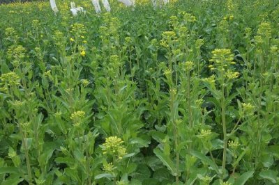 油菜种植区肥料技巧，根据土壤肥力条件来施肥