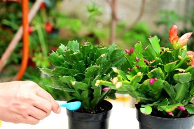 蟹爪兰叶子发黄的原因及处理方法，可能是浇水过多或阳光直射导致的