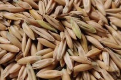 燕麦种子怎么挑选，首先要检查种子的合格证