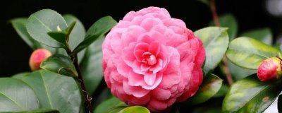 山茶花的花语，寓意谦让、孤傲和纯真