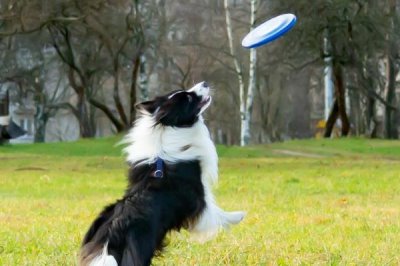 让狗狗学会飞盘训练方法,先培训狗狗对飞盘的兴趣