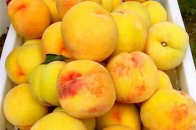 砀山黄桃的价格，批发价一斤需要1-2元左右