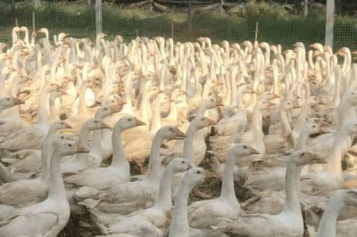 肉鹅的综合养殖技术,1月龄要全天放牧