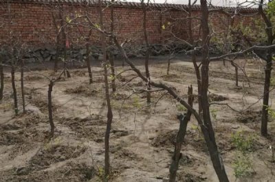 枣树繁殖方法，可断根、嫁接、根插和扦插繁殖