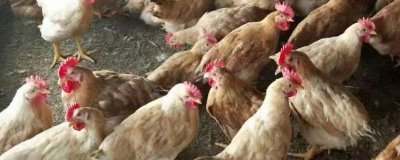 冬季养鸡要注意什么，寒流来临前要增喂饲料
