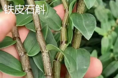 金钗石斛的价格,新鲜且精选货一斤售价150元